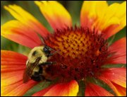 Click to display the file, item01beeongallardia.jpg