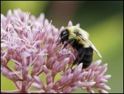 Click to display the file, item03bumblebee.jpg