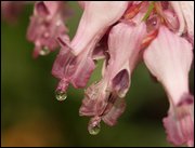 Click to display the file, item06fernleafbleedingheart.jpg