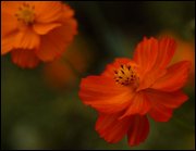 Click to display the file, item11orangecosmos.jpg