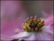 Click to display the file, item12pinkdogwood.jpg