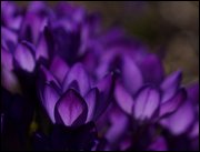 Click to display the file, item20purplecrocus.jpg