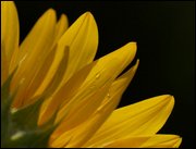 Click to display the file, item21sunflower.jpg