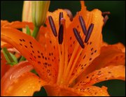 Click to display the file, item24tigerlily.jpg