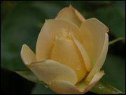 Click to display the file, item26yellowrose.jpg