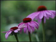 Click to display the file, item3threeconeflowers.jpg