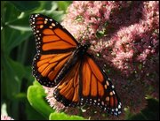 Click to display the file, item10monarchonsedum.jpg