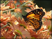 Click to display the file, item32monarchonsalmonmum.jpg