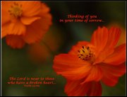 Click to display the file, item35orangecosmossympathy.jpg